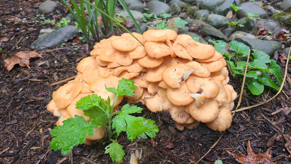Jack-o'-Lantern Mushrooms
