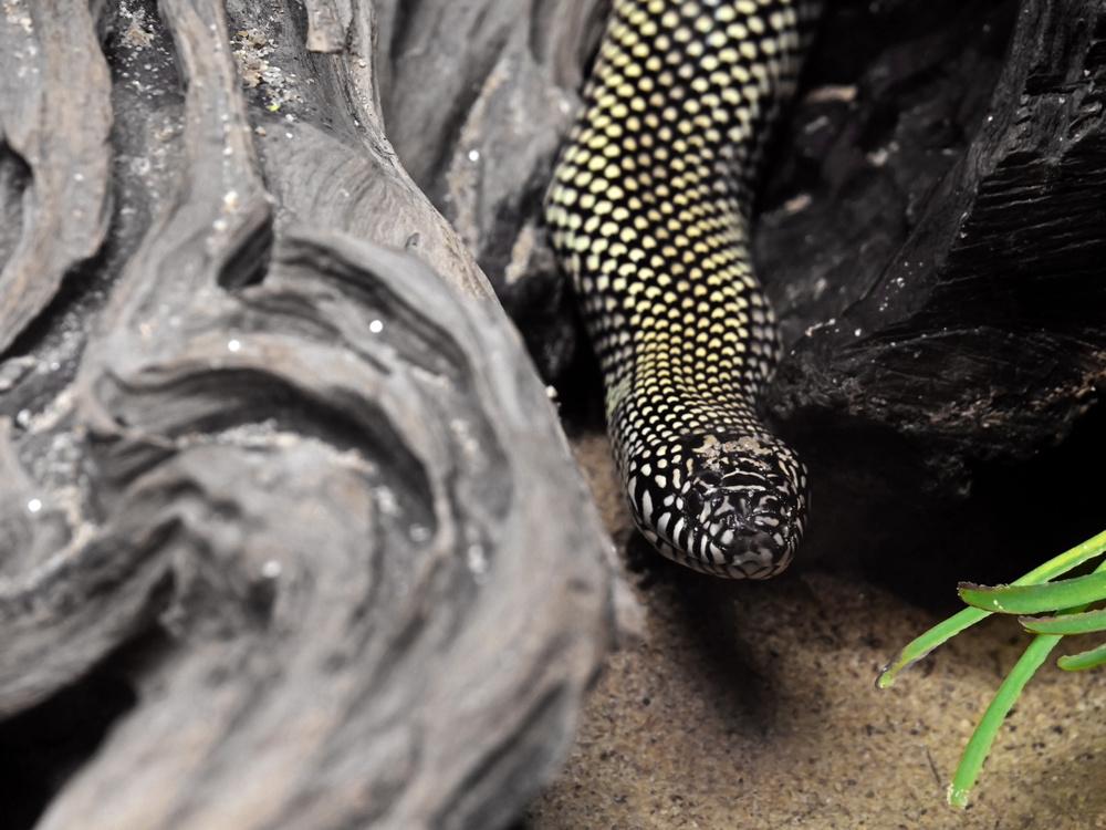 Kingsnake