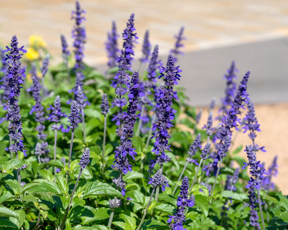 Mealy Blue Sage