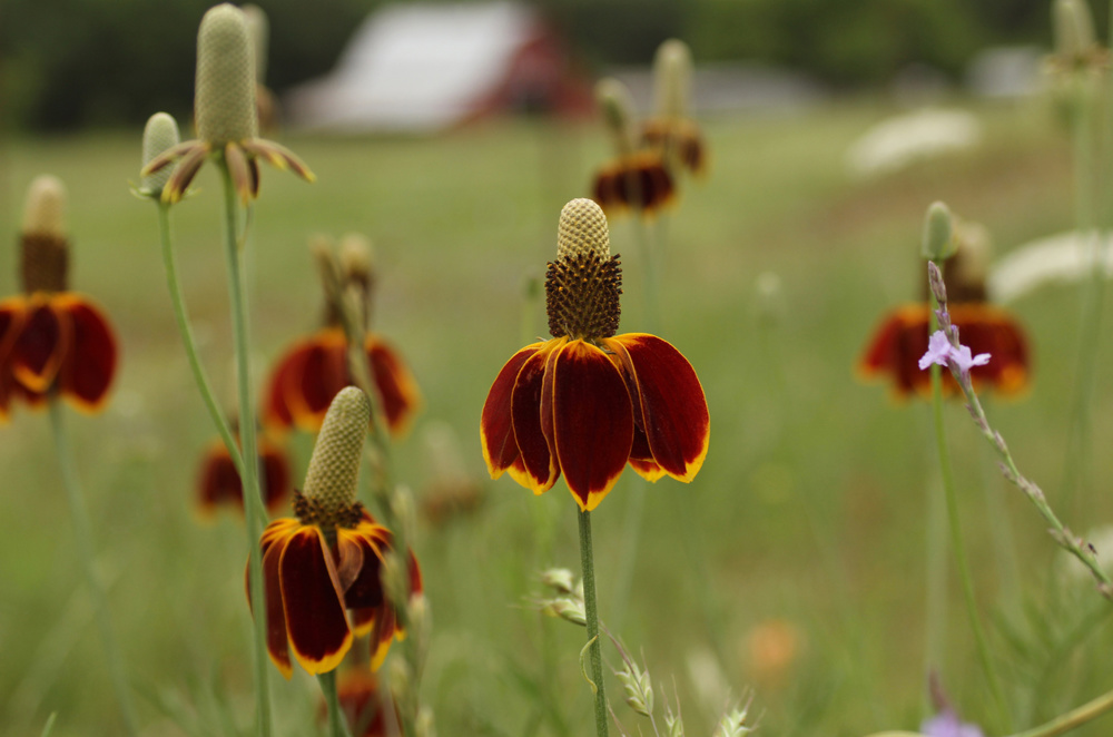 Mexican Hat