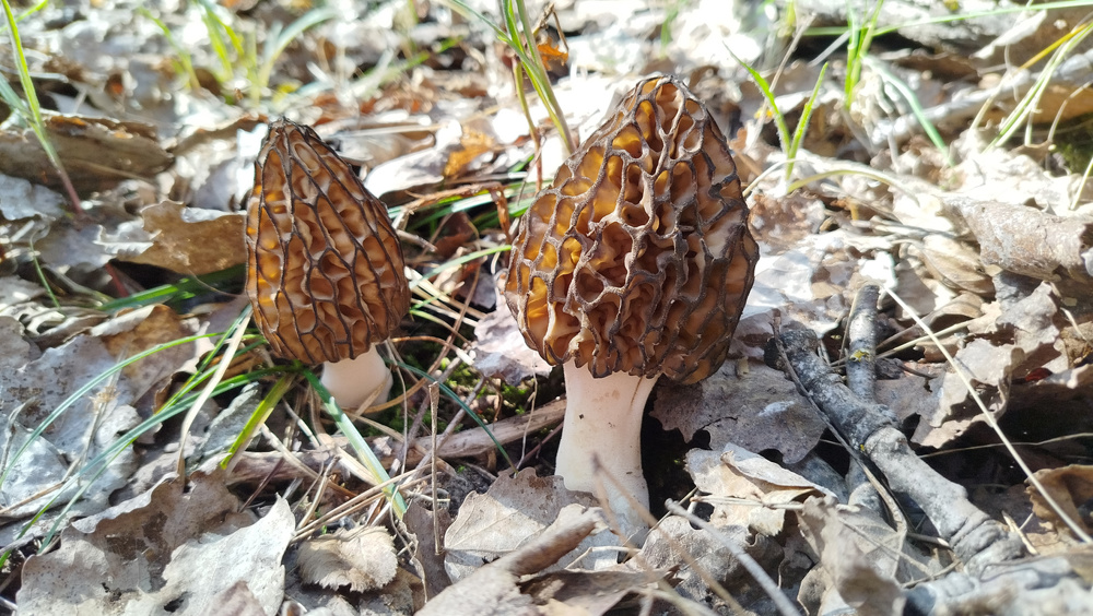 Morels