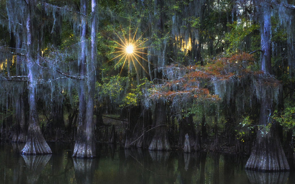 Paddle Beneath the Cypress Trees at Caddo Lake
