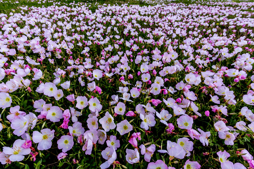Pink Evening Primrose