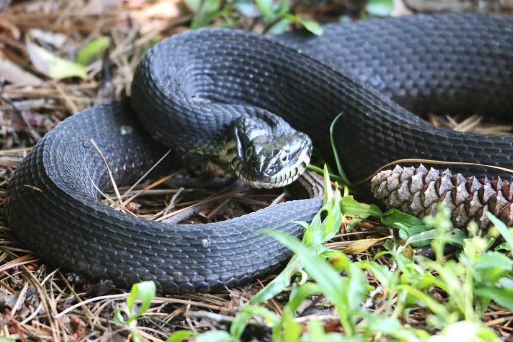 Plain-Bellied Watersnake