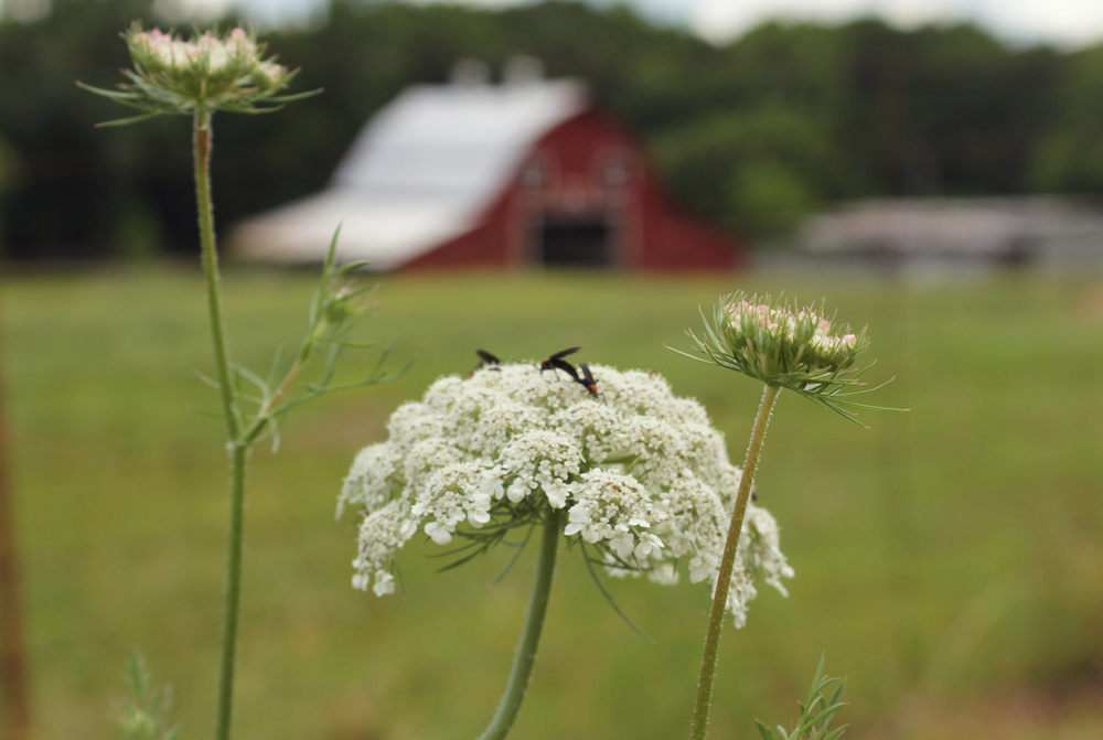 Prairie Bishop's Weed