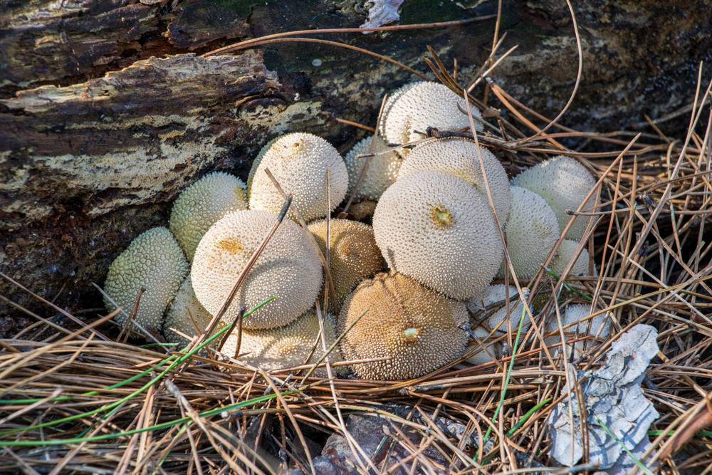 Puffballs