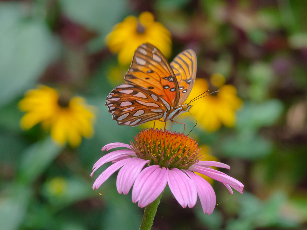 Purple Coneflower