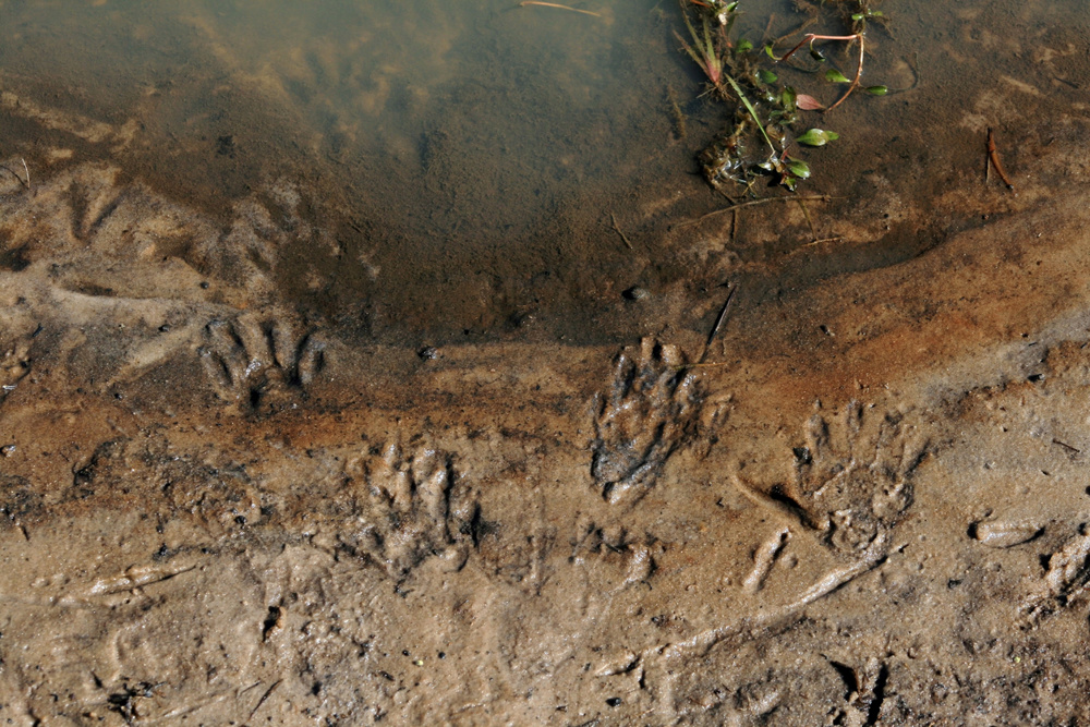Raccoon Tracks