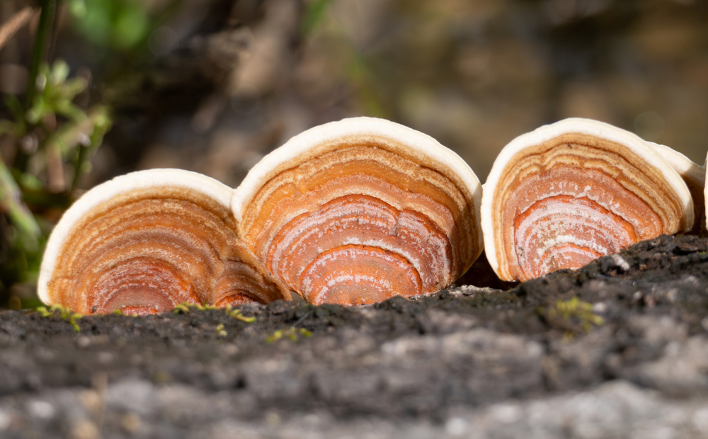 Safe Mushroom Watching Tips