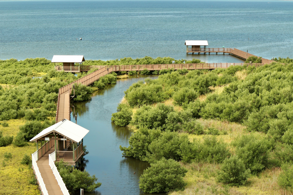 South Padre Island and the Laguna Madre: Coastal Birds, Wind, and Water