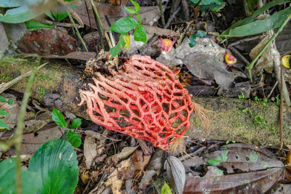 Stinkhorns