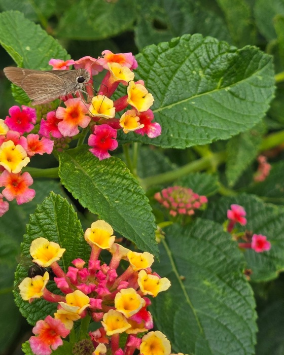 Texas Lantana