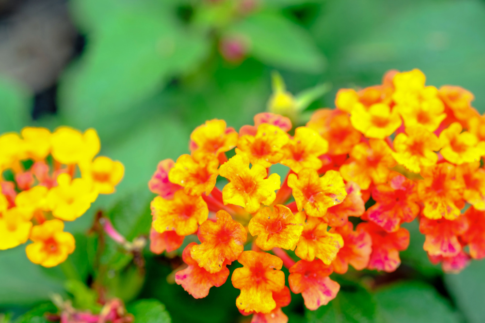 Texas Lantana