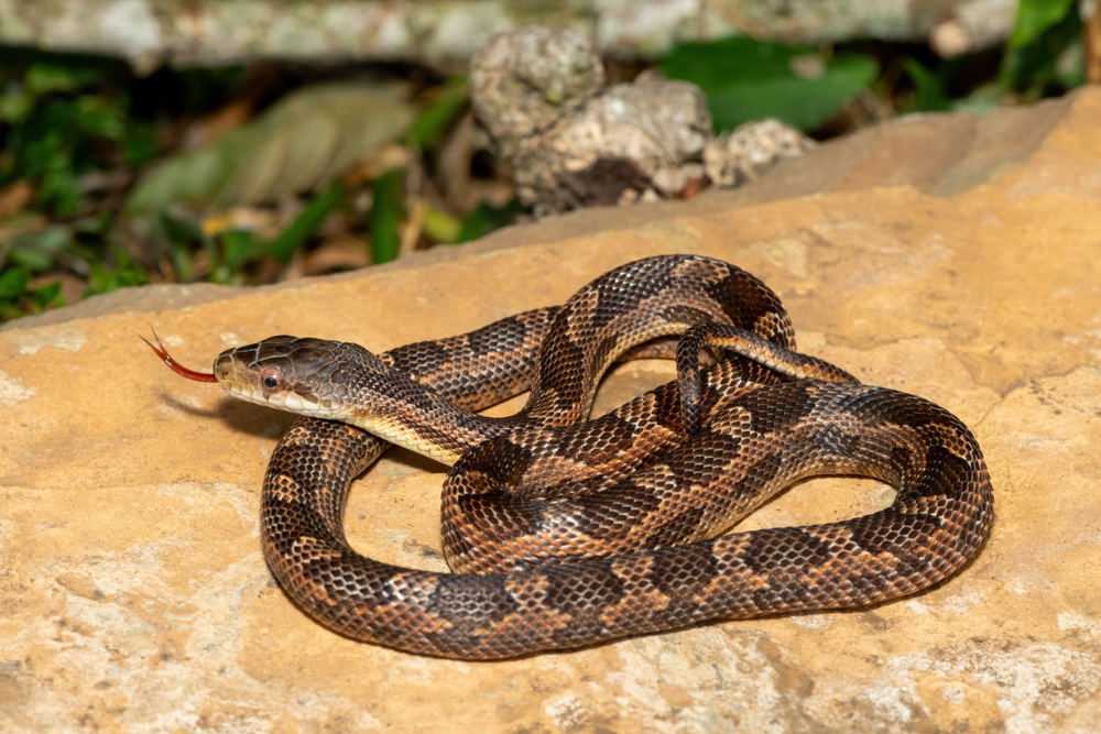 Texas Rat Snake