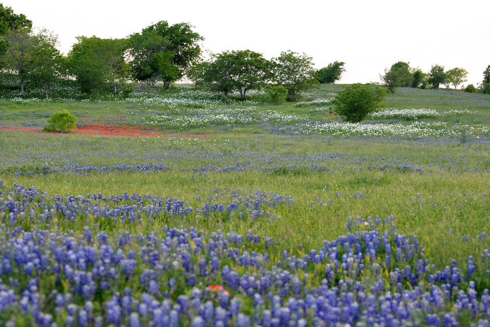 Ranch and pastureland with wildflowers in Lavaca County