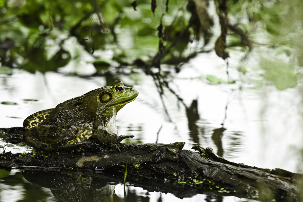 The Best Places in Texas to Hear Nature: Frogs, Cicadas, Birds, Wind, and Water