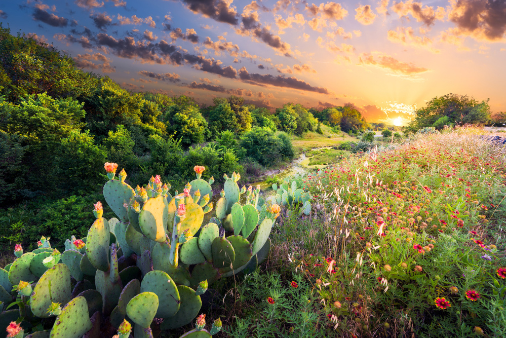 The Best Texas Parks for Learning About Native Plants