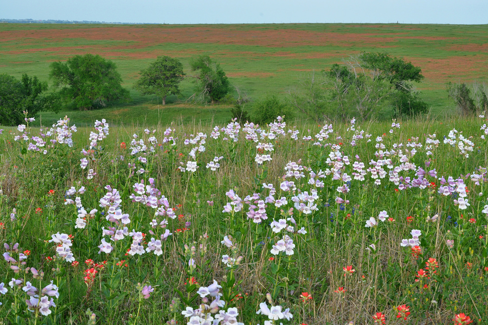 Fox Glove (Penstemon cobaea) on ranchland in the Blackland Prairie eco-region