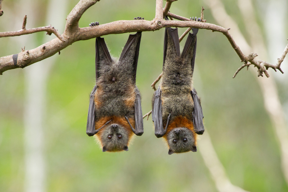 Two bats hanging upside down in a tree