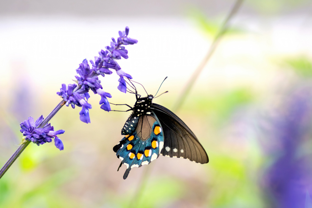 A garden flower pollinated by a butterfly in Austin, Texas