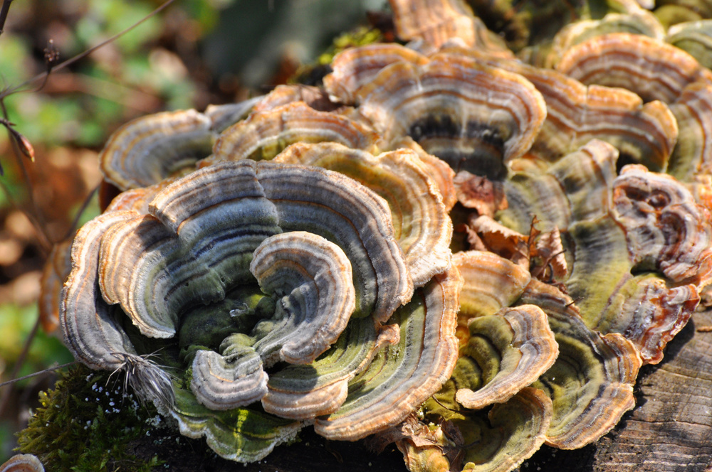 Turkey Tail