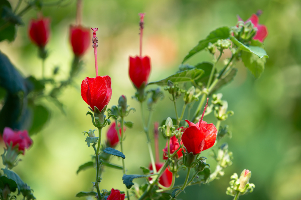 Turk's Cap