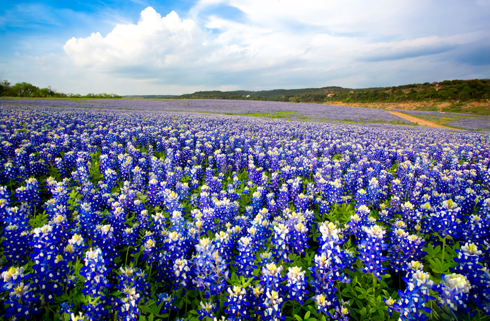 Walk Through a Texas Wildflower Field