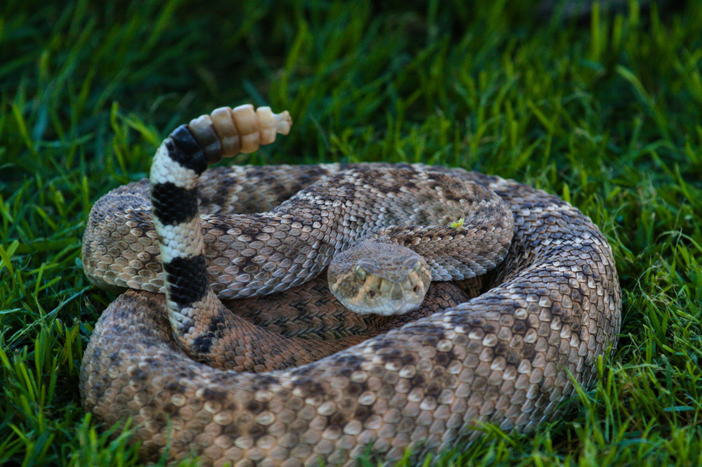 Western Diamondback Rattlesnake