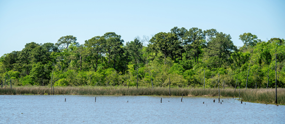 What Is a Bayou?