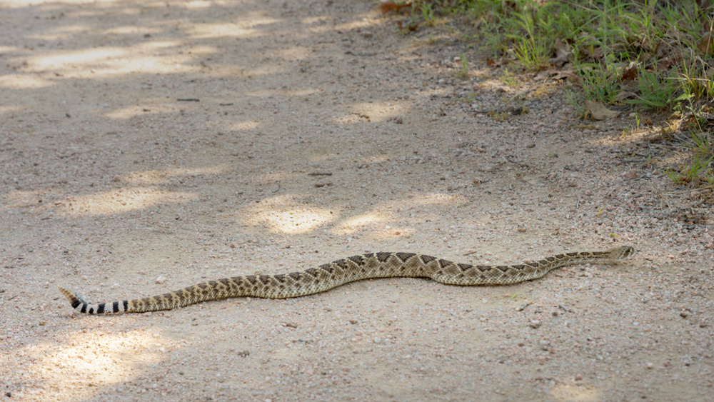 What to Do If You See a Snake