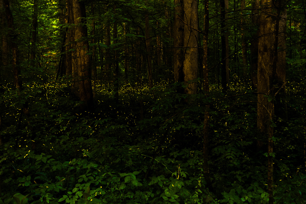 Long exposure time lapse photo of fireflies at night in Great Smoky Mountains National Park