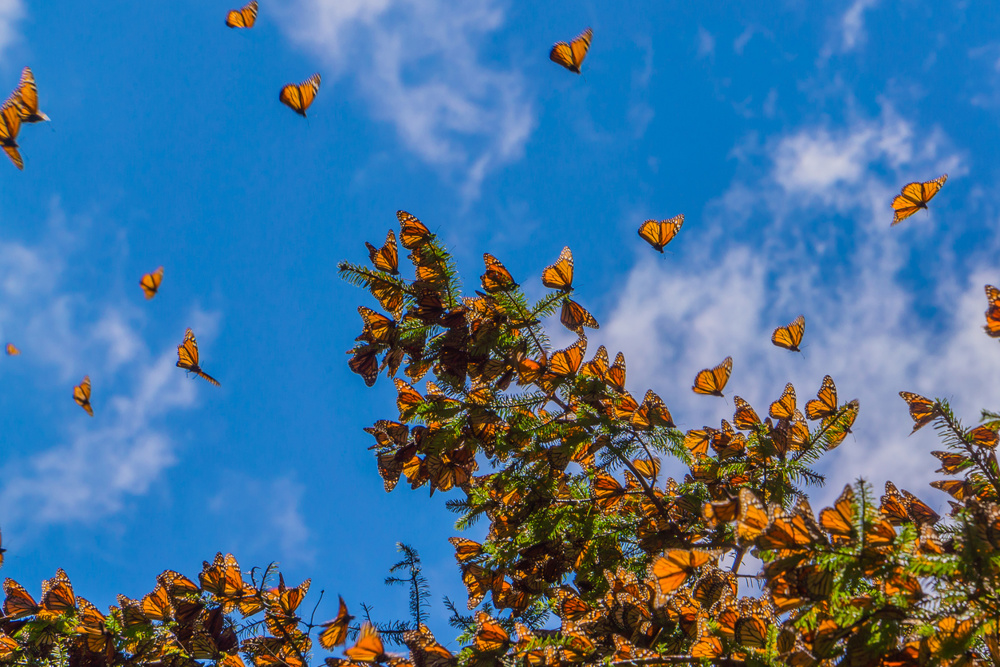 Monarch butterflies on tree branch