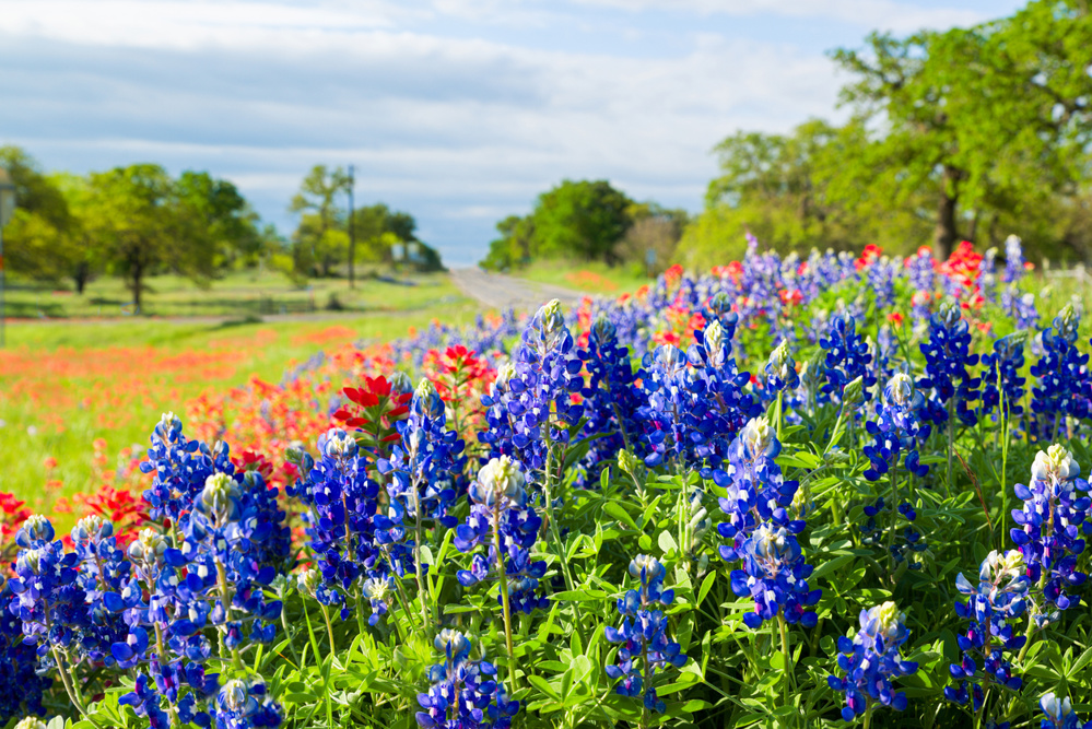 When to See Texas Wildflowers