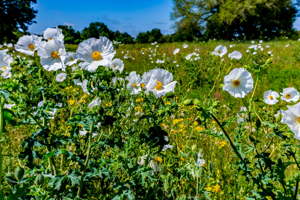 White Prickly Poppy