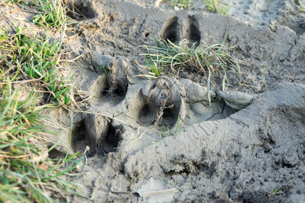 White-Tailed Deer Tracks