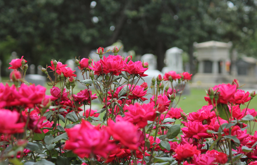 Why Cemeteries Often Feel So Peaceful