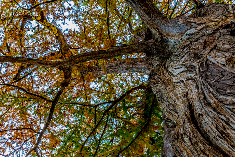 Bald cypress tree at Garner State Park, Texas