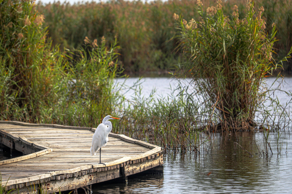A lone egret stands on a boardwalk in the estuary of Sea Rim State Park along the Texas Gulf Coast