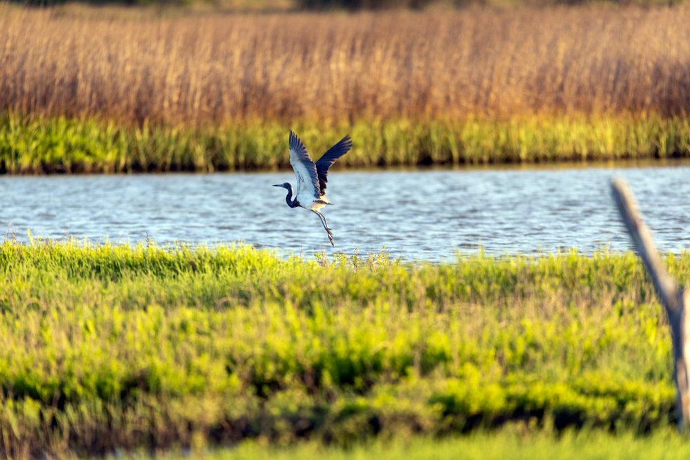 Why These Waterways Matter to Wildlife